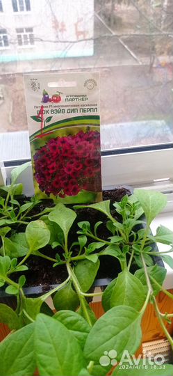 Цветы многолетние