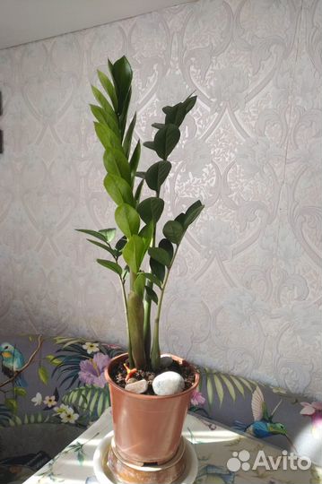 Замиокулькас (долларовое дерево) и другие растения