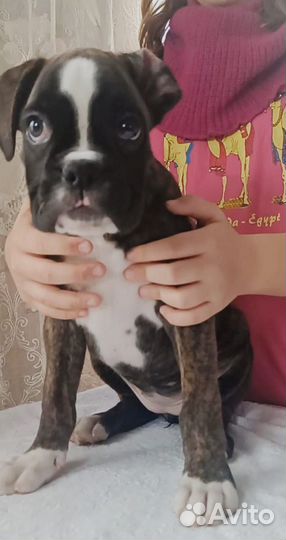 Немецкий боксер
