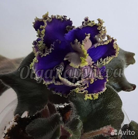 Фиалка (листы)