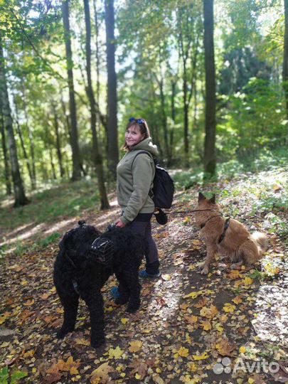 Дрессировка собак / Перевод на вдтп / Массаж