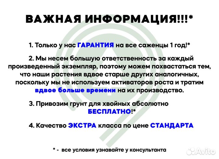 Туя обыкновенная для дачи из питомника