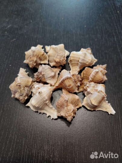 Раковины мурекс виргинеус