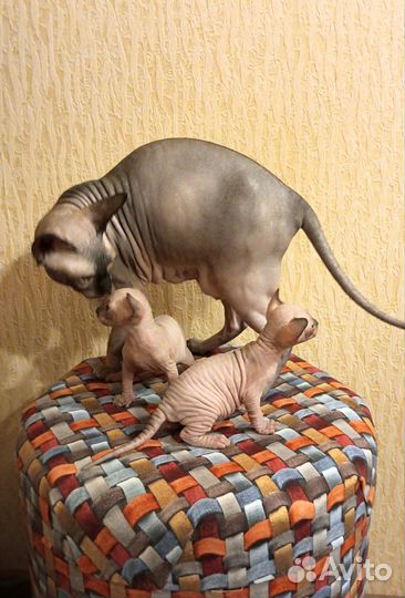 Канадский сфинкс