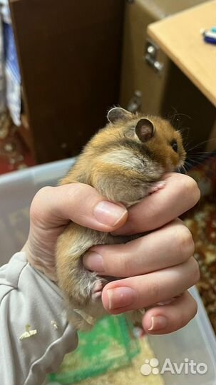 Сирийский хомяк