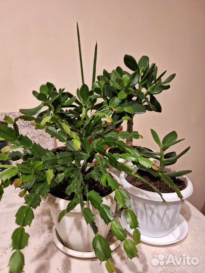 Декабрист и денежное дерево