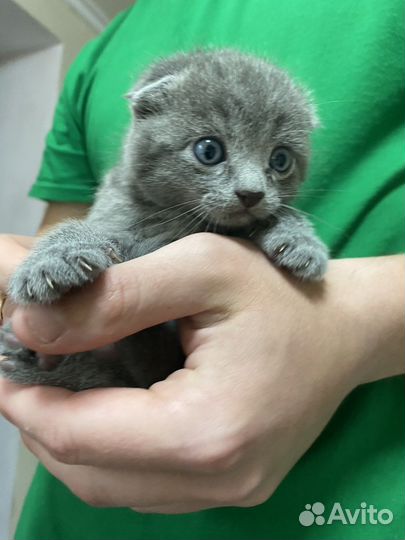 Вислоухая кошка
