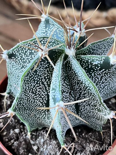 Астрофитум Орнатум