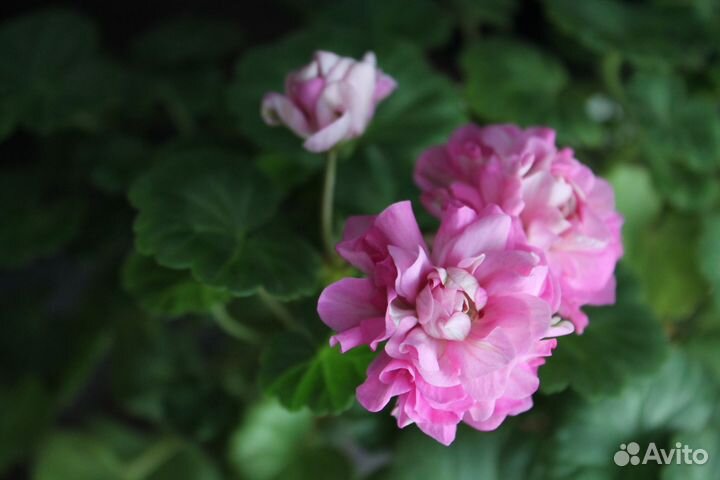 Пеларгония герань сортовая горшочки 0,5 л