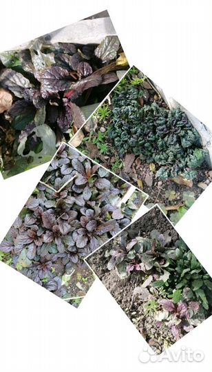 Многолетники,гейхеры, хосты, трициртис, живица, ир