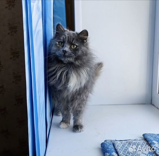 Кошка Марта, 8 месяцев