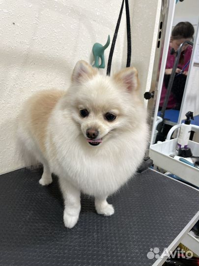 По уходу за животными