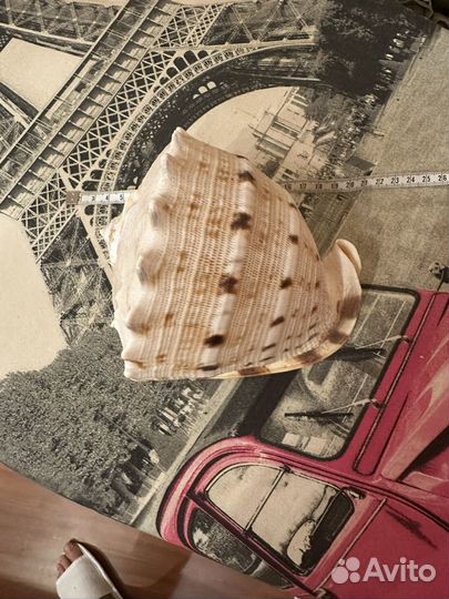 Ракушка морская большая