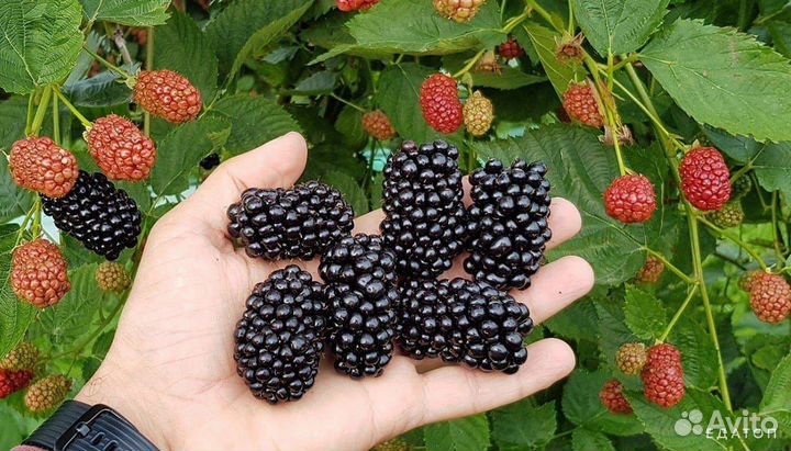 Саженцы ежевики