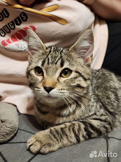 Полосато-пятнистые котята