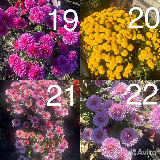 Хризантемы мультифлора