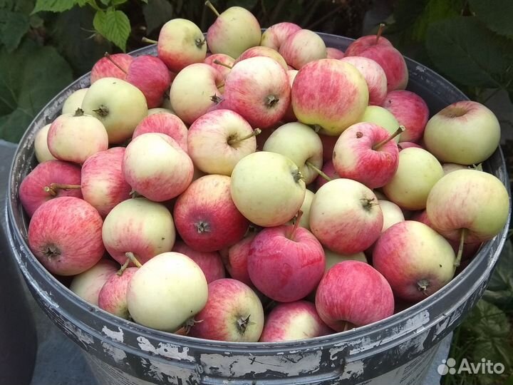 Яблоки домашние