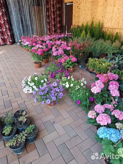 Растения цветы для сада