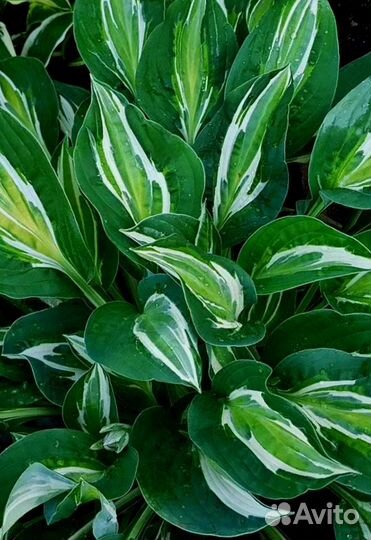 Хоста растение