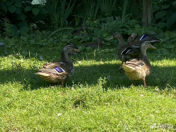 Подсадные утки