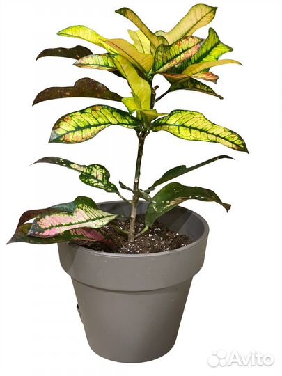 Кротон, Кодиум Вилма