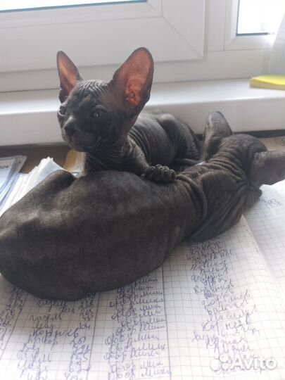 Сфинкс