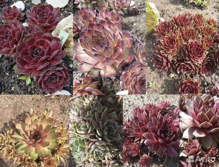 Молодило (набор №4)