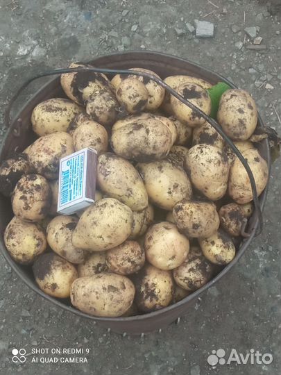 Картофель, 24 г