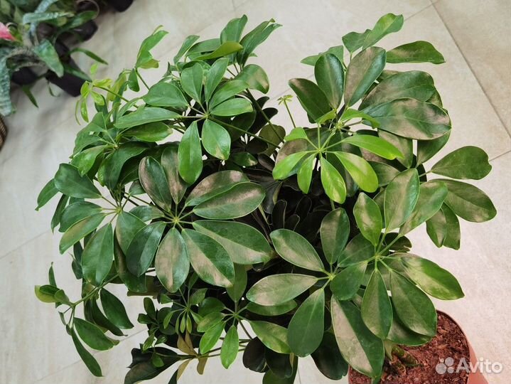 Шеффлера Нора на штамбе, декоративно-лиственные