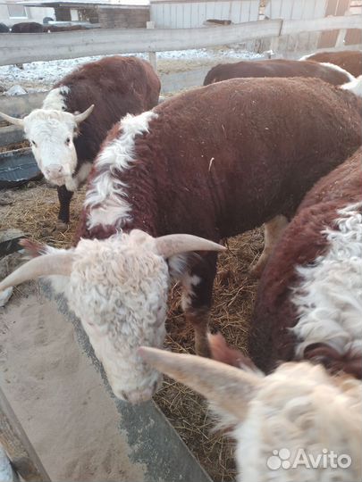 Быки на мясо