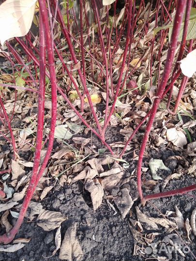 Дерен белый westonbirt(зелёный широкий лист)