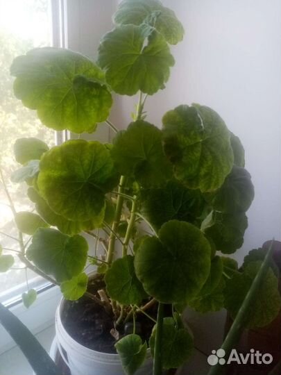 Пеларгония герань