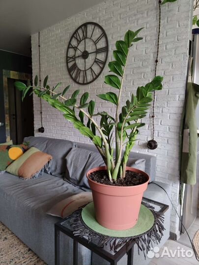 Замиокулькас