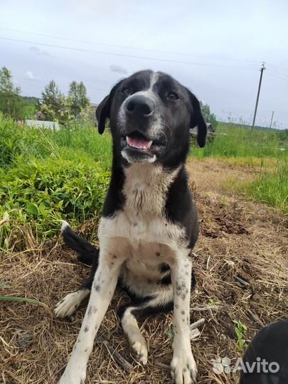 Собака в добрые руки отдам бесплатно