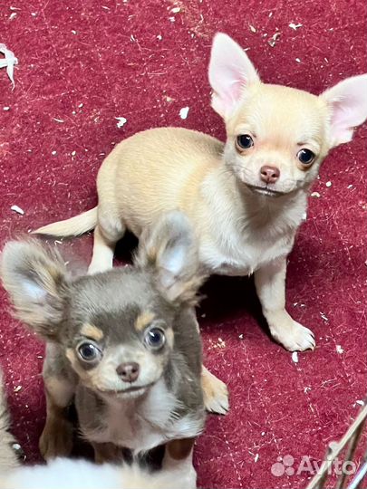 Щенки чихуахуа