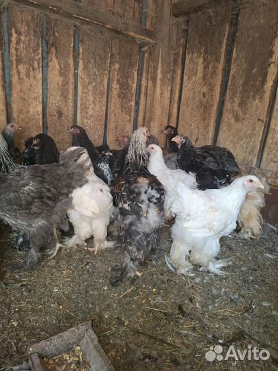 Молодые петухи