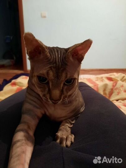 Вязка Канадский сфинкс к вашим услугам