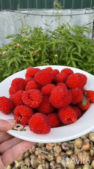 Тибетская малина