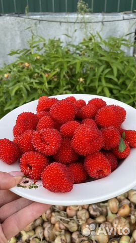 Тибетская малина