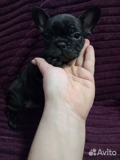 Французский бульдог щенки