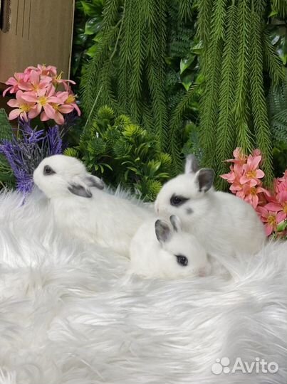 Цветные карлики готовы к переезду