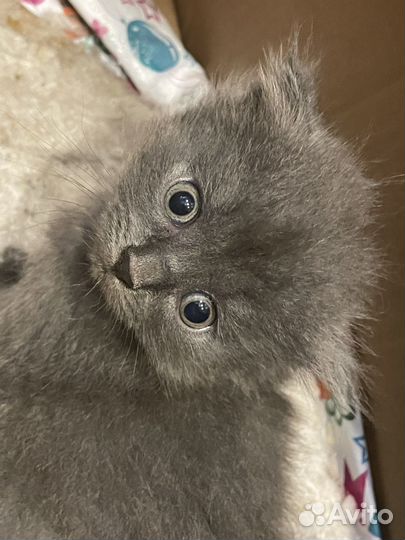 Котята 2 месяца