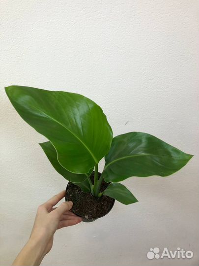 Стрелиция Николая