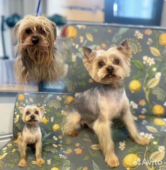 Модель на груминг. Стрижка собак