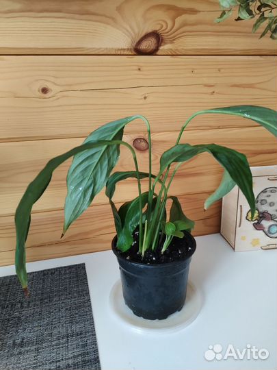 Спатифиллум