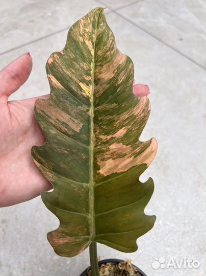 Филодендрон карамель марбл вар