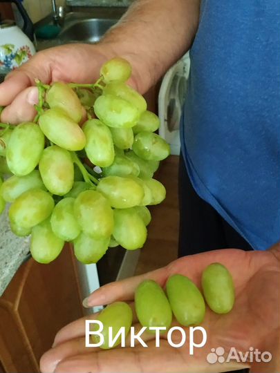 Саженцы и черенки винограда