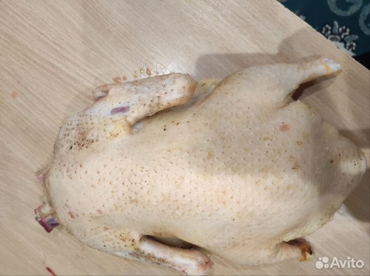 Мускусные утки