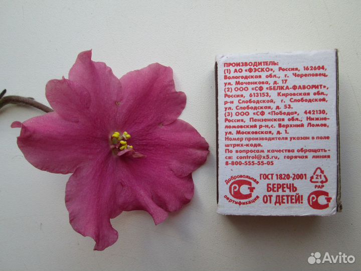 Цветущие фиалки