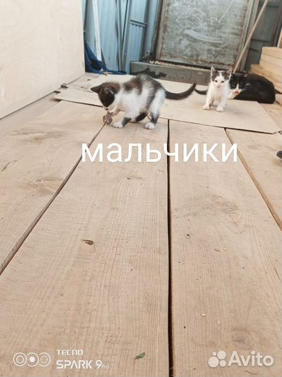 Котята